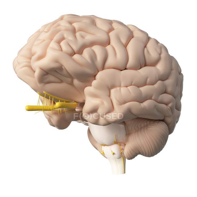 Реалистичный человеческий мозг на белом фоне, цифровая иллюстрация
. — стоковое фото
