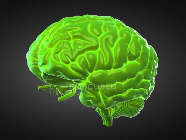 Green human brain on black background, digital illustration. — Stock Photo