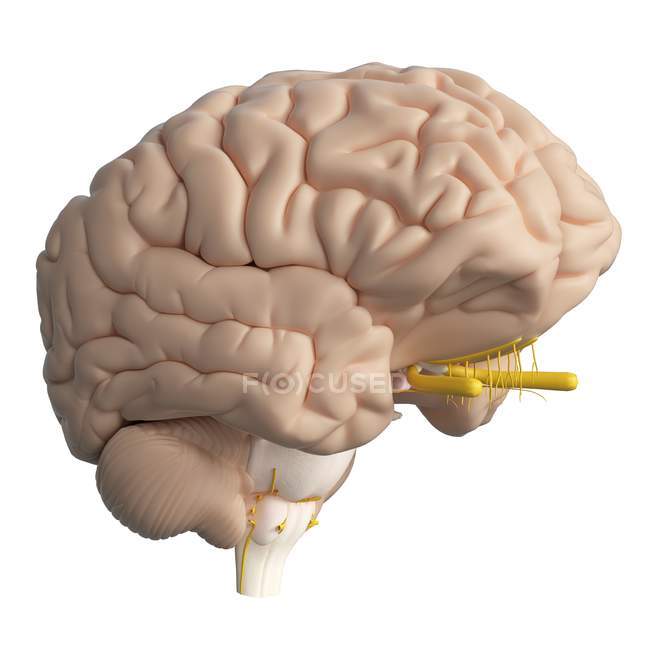 Реалістичний людський мозок на білому тлі, цифрова ілюстрація . — стокове фото