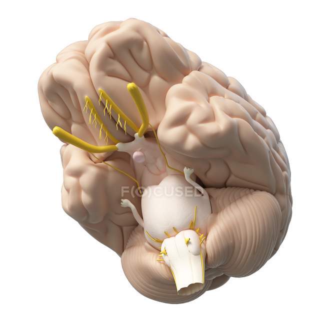 Cerebro humano realista sobre fondo blanco, ilustración digital . - foto de stock