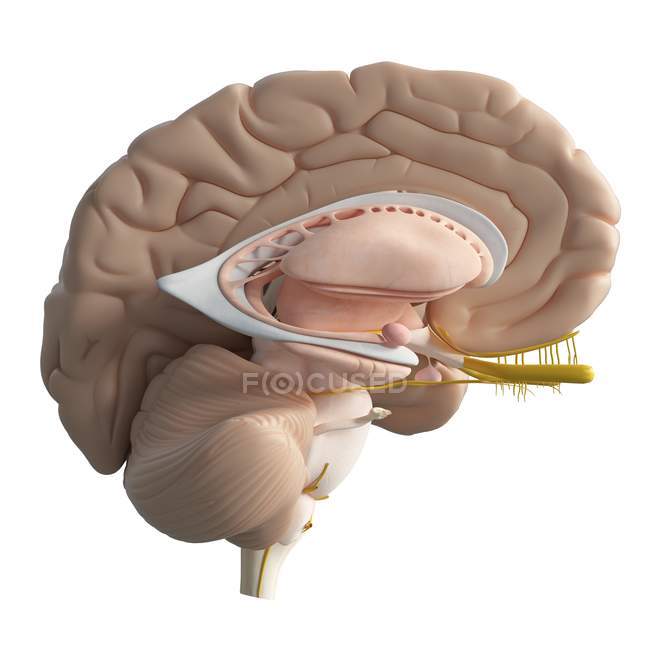Cervello umano interno su sfondo bianco, illustrazione digitale . — Foto stock