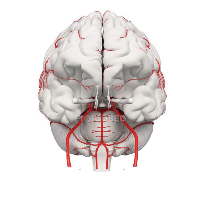 System of human brain arteries on white background, digital illustration. — Stock Photo