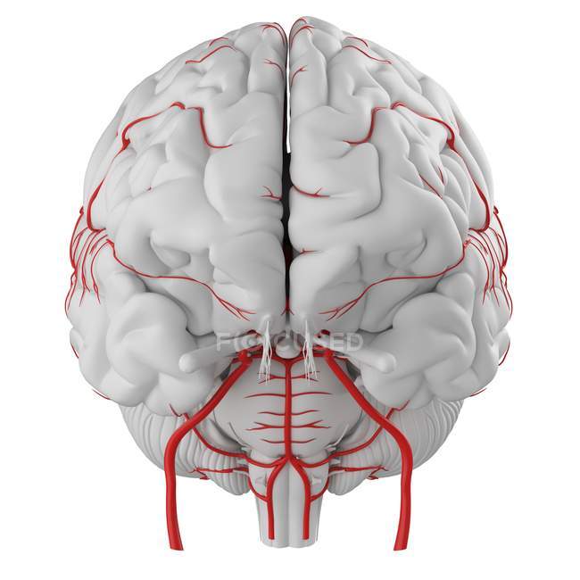 Sistema de arterias cerebrales humanas sobre fondo blanco, ilustración digital . - foto de stock