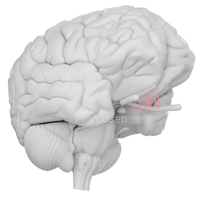 Cerebro humano con nervio olfativo visible sobre fondo blanco, ilustración digital . - foto de stock