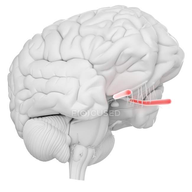 Cerebro humano con nervio óptico visible sobre fondo blanco, ilustración digital . - foto de stock