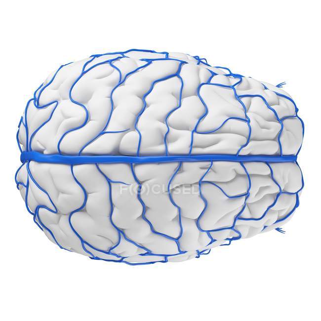 System menschlicher Gehirnvenen auf weißem Hintergrund, digitale Illustration. — Stockfoto