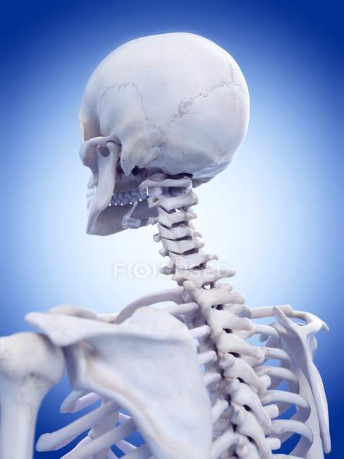 Colonna vertebrale cervicale umana, illustrazione digitale . — Foto stock