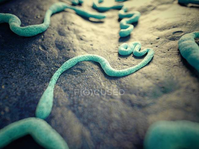 Вирионы вируса Эбола на сером фоне, цифровая иллюстрация
. — стоковое фото