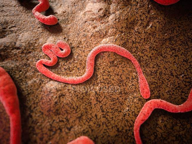 Вірус Ебола віріонів на коричневому фоні, цифрова ілюстрація. — стокове фото