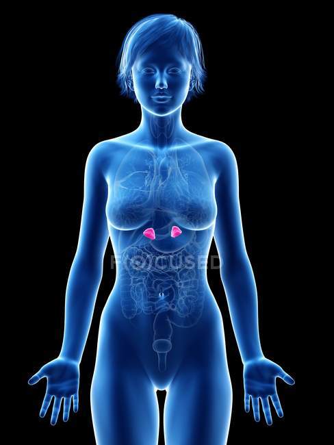 Female silhouette with visible adrenal glands, digital illustration. — Stock Photo