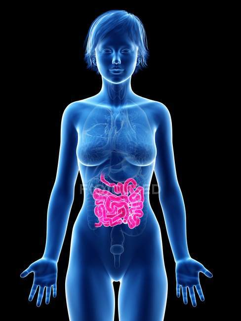 Silhueta feminina com intestino delgado visível, ilustração digital
. — Fotografia de Stock