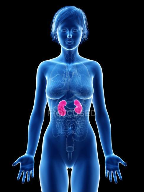 Female silhouette with visible kidneys, digital illustration. — Stock Photo