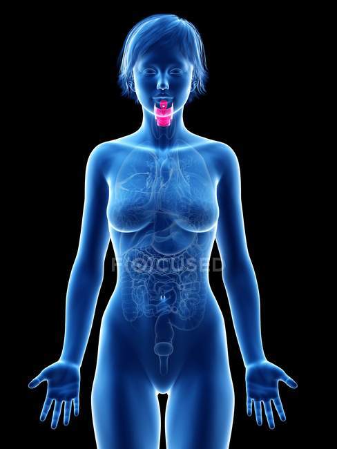 Silhouette féminine avec larynx visible, illustration numérique . — Photo de stock