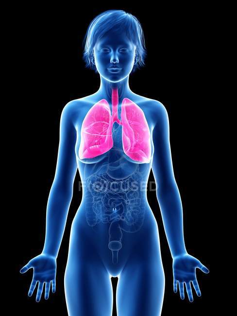 Weibliche Silhouette mit sichtbarer Lunge, digitale Illustration. — Stockfoto