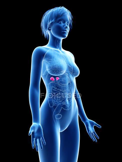 Silhueta feminina com glândula adrenal visível, ilustração digital . — Fotografia de Stock