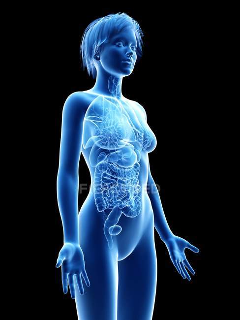Женский силуэт с видимыми внутренними органами, цифровая иллюстрация
. — стоковое фото