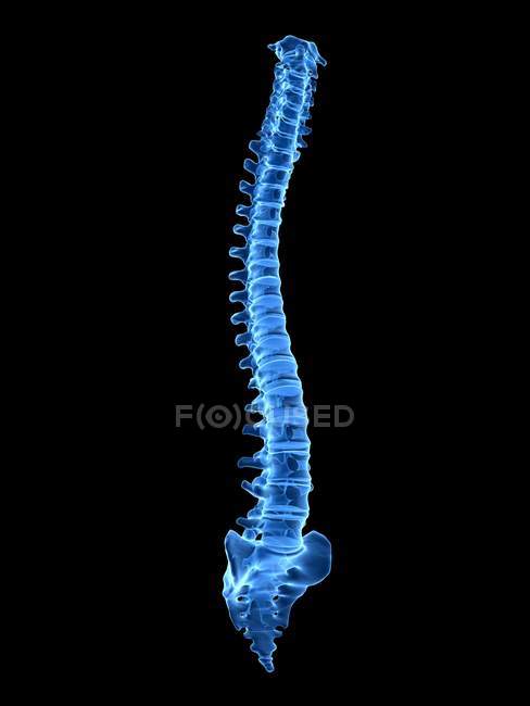 Colonna vertebrale umana blu su sfondo nero, illustrazione digitale . — Foto stock