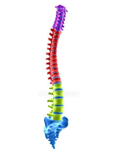 Secciones espinales humanas, ilustración digital . - foto de stock