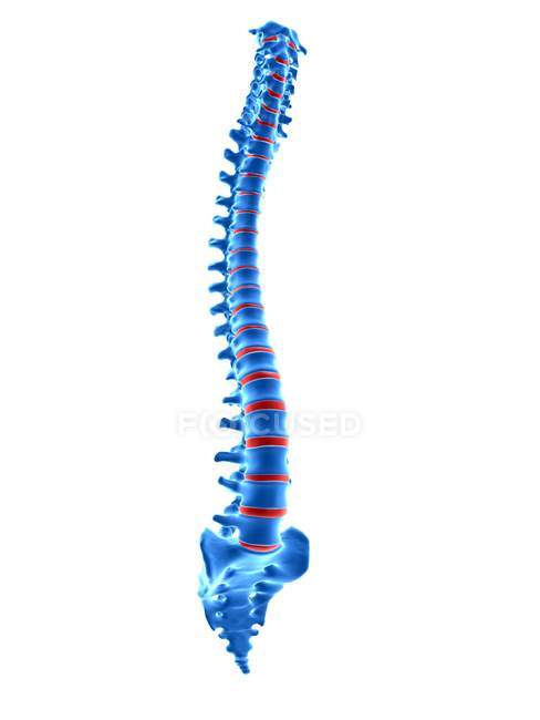 Vértebras vertebrales humanas, ilustración digital . - foto de stock