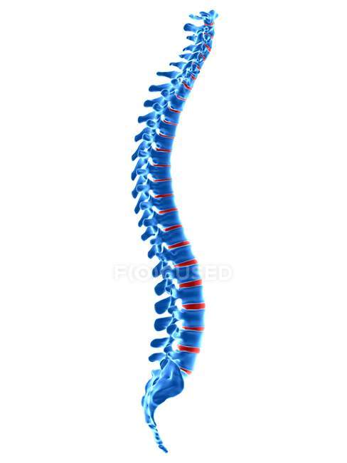 Vértebras vertebrales humanas, ilustración digital . - foto de stock
