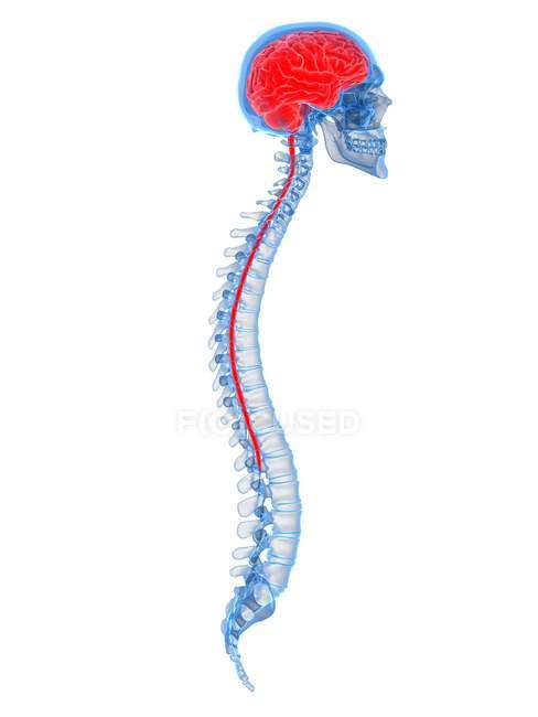 Cervello umano e colonna vertebrale su sfondo bianco, illustrazione digitale . — Foto stock