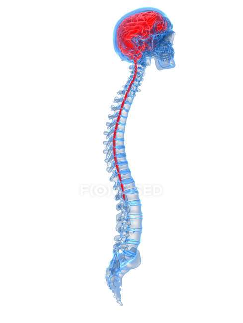 Cerebro humano y columna vertebral sobre fondo blanco, ilustración digital . - foto de stock