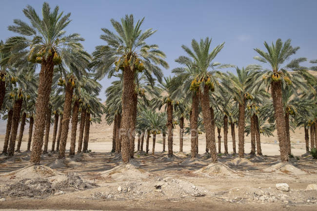 Piantagione di palme nella regione del Mar Morto, Israele . — Foto stock