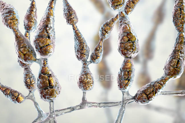 Champignon allergène dématiacé filamenteux Alternaria alternata, illustration numérique . — Photo de stock