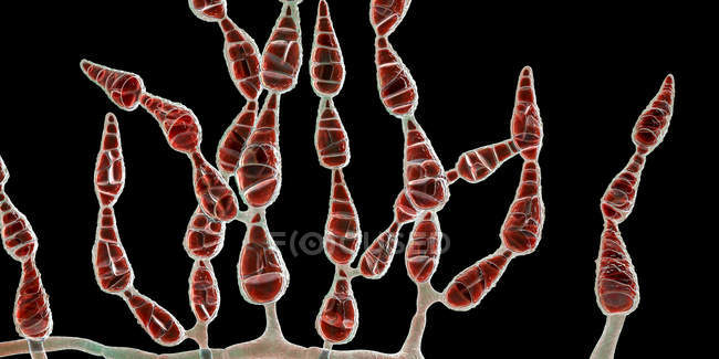 Champignon allergène dématiacé filamenteux Alternaria alternata, illustration numérique
. — Photo de stock