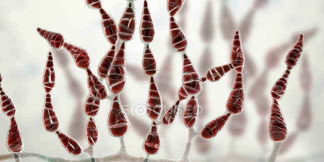 Ниткоподібні дем'янисті алергенні грибок альтернатива, цифрова ілюстрація. — стокове фото