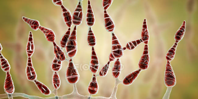 Fadenförmiger dematischer allergener Pilz alternaria alternata, digitale Illustration. — Stockfoto