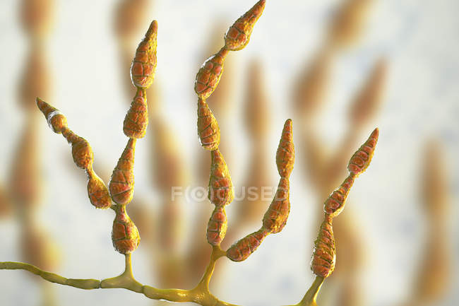 Fungo allergenico dematiaceo filamentoso Alternaria alternata, illustrazione digitale . — Foto stock