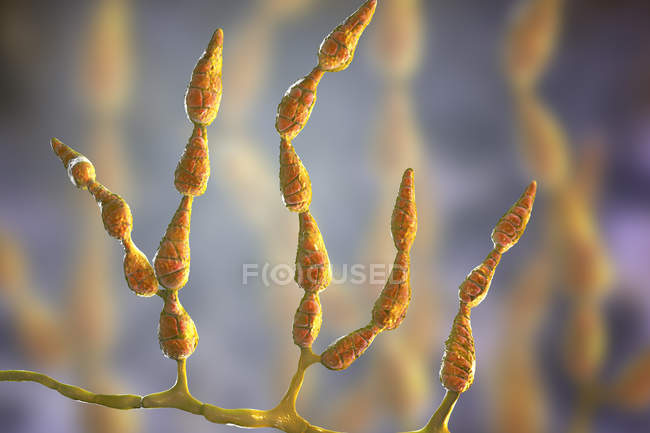 Филаментный дематический аллергенный гриб Alternaria alternata, цифровая иллюстрация
. — стоковое фото