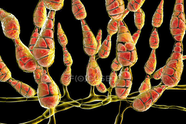 Champignon allergène dématiacé filamenteux Alternaria alternata, illustration numérique
. — Photo de stock