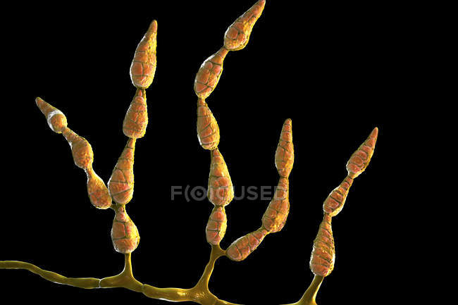 Филаментный дематический аллергенный гриб Alternaria alternata, цифровая иллюстрация . — стоковое фото