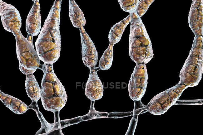 Филаментный дематический аллергенный гриб Alternaria alternata, цифровая иллюстрация . — стоковое фото