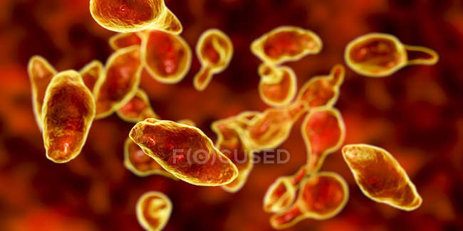 Mycoplasma genitalium bactéries parasites, illustration numérique
. — Photo de stock