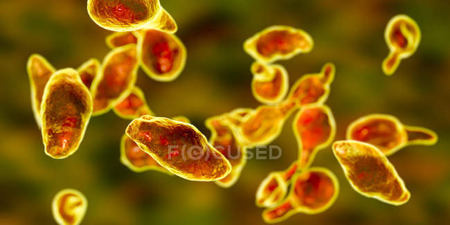 Mycoplasma genitalium bactérias parasitas, ilustração digital
. — Fotografia de Stock