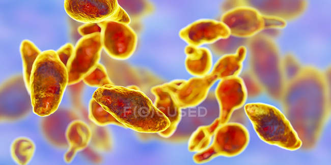 Mycoplasma genitalium паразитарних бактерій, цифрова ілюстрація. — стокове фото