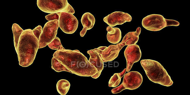 Mycoplasma genitalium bactérias parasitas, ilustração digital
. — Fotografia de Stock