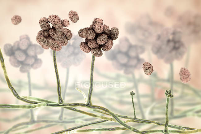 Stachybotrys giftige Schimmelpilzfruchtstruktur mit Sporen, digitale Illustration. — Stockfoto
