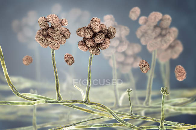 Estrutura de frutificação de moldes tóxicos Stachybotrys com esporos, ilustração digital . — Fotografia de Stock