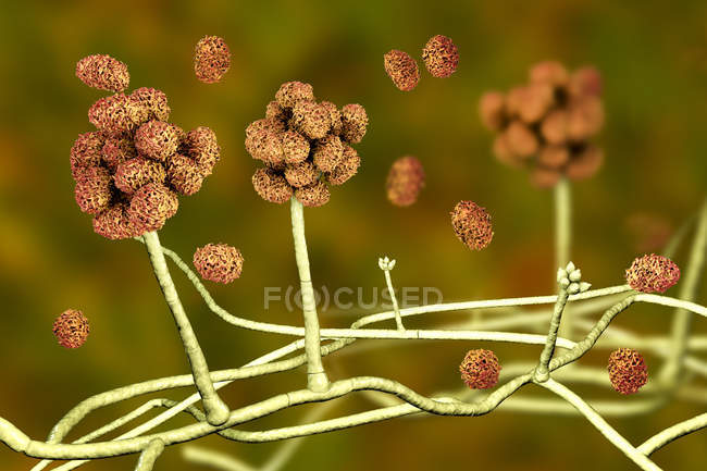 Stachybotrys giftige Schimmelpilzfruchtstruktur mit Sporen, digitale Illustration. — Stockfoto