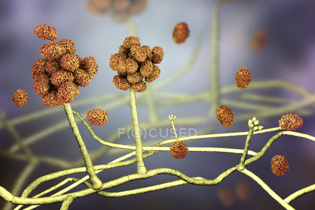 Stachybotrys toxic mould fruiting structure with spores, digital illustration. — Stock Photo