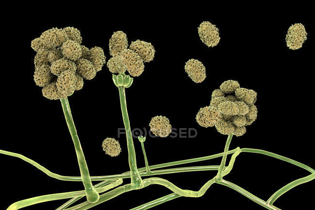 Estructura de fructificación de moldes tóxicos Stachybotrys con esporas, ilustración digital . - foto de stock