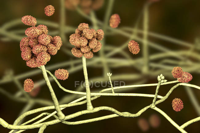 Estructura de fructificación de moldes tóxicos Stachybotrys con esporas, ilustración digital
. - foto de stock
