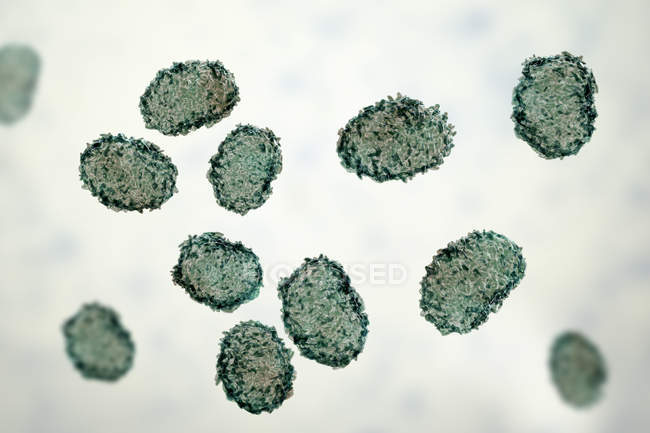 Toxic mould spores of Stachybotrys chartarum fungus, digital illustration. — Stock Photo
