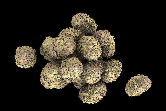 Esporos de moldes tóxicos do fungo Stachybotrys chartarum, ilustração digital . — Fotografia de Stock