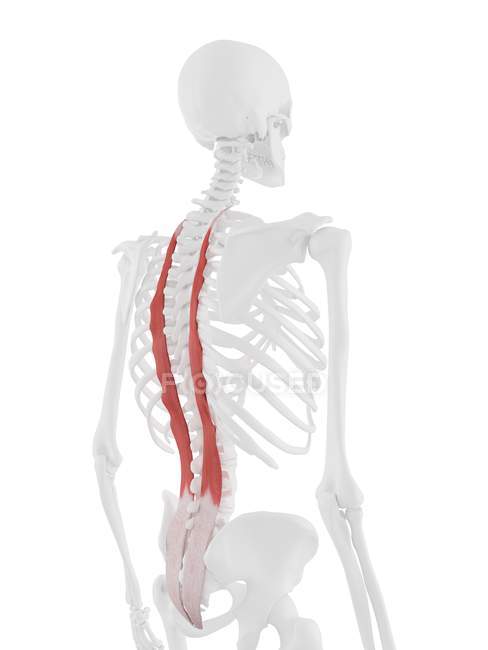 Human skeleton with red colored Longissimus thoracis muscle, digital illustration. — Stock Photo