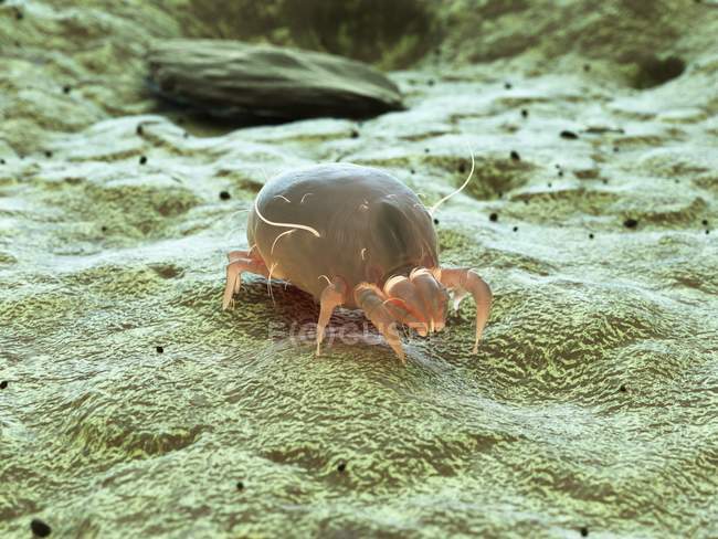 Протипиловий кліщ паразит, Мікроскопічна Цифрова ілюстрація. — стокове фото
